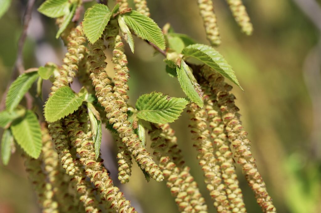 Hornbeam
