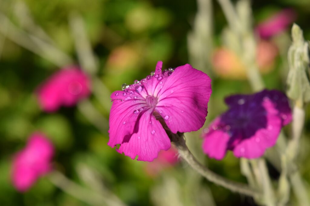 Rose campion