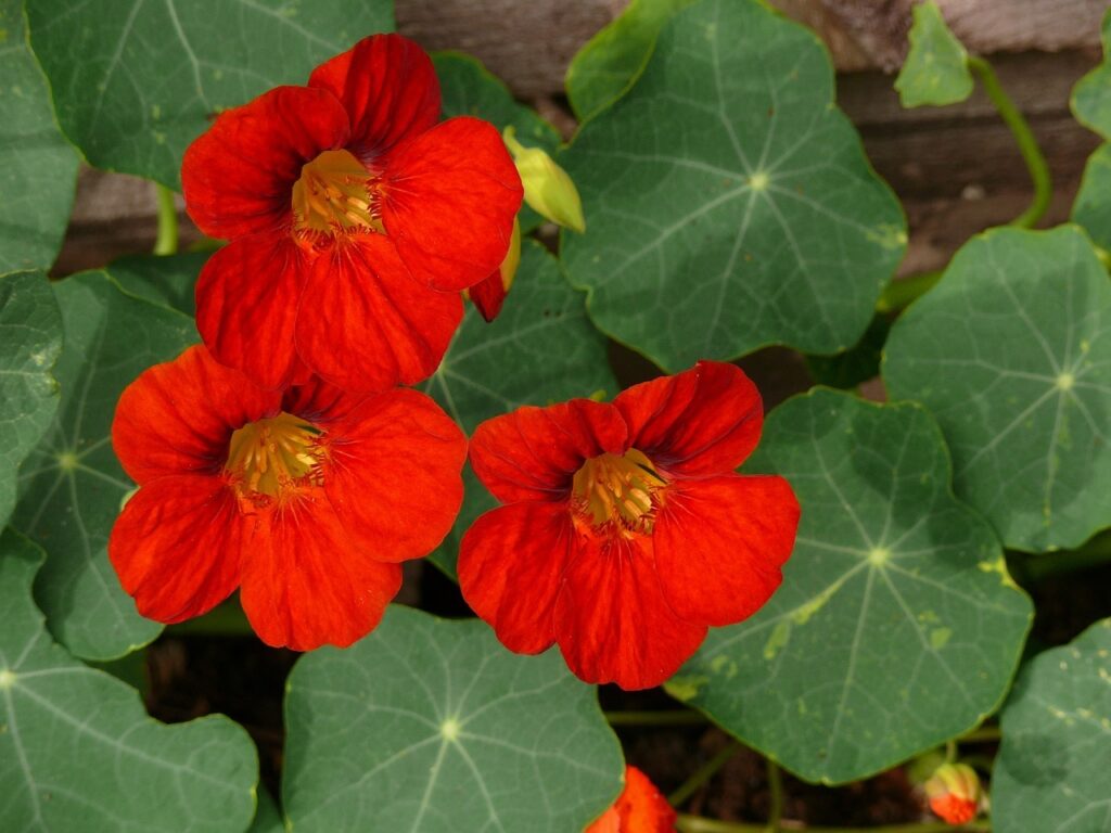 How to grow nasturtiums