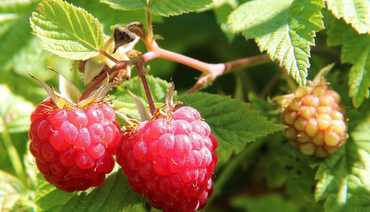 Raspberries for garden design