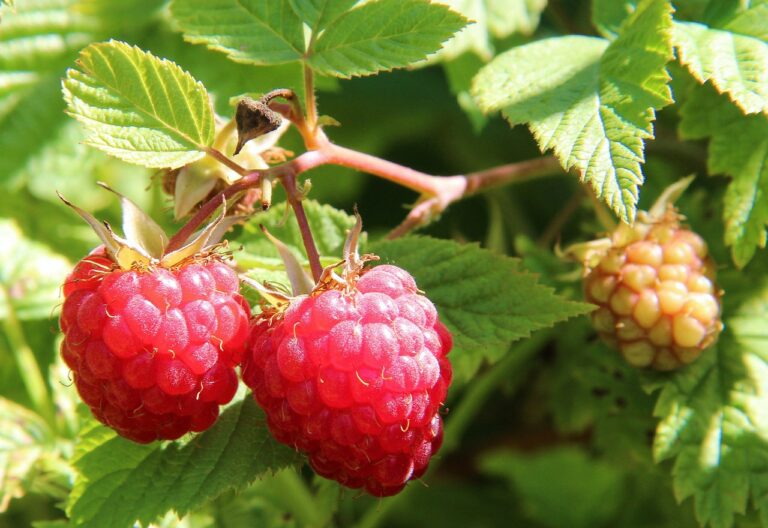 Fruit and Veg You Can Grow in Shade