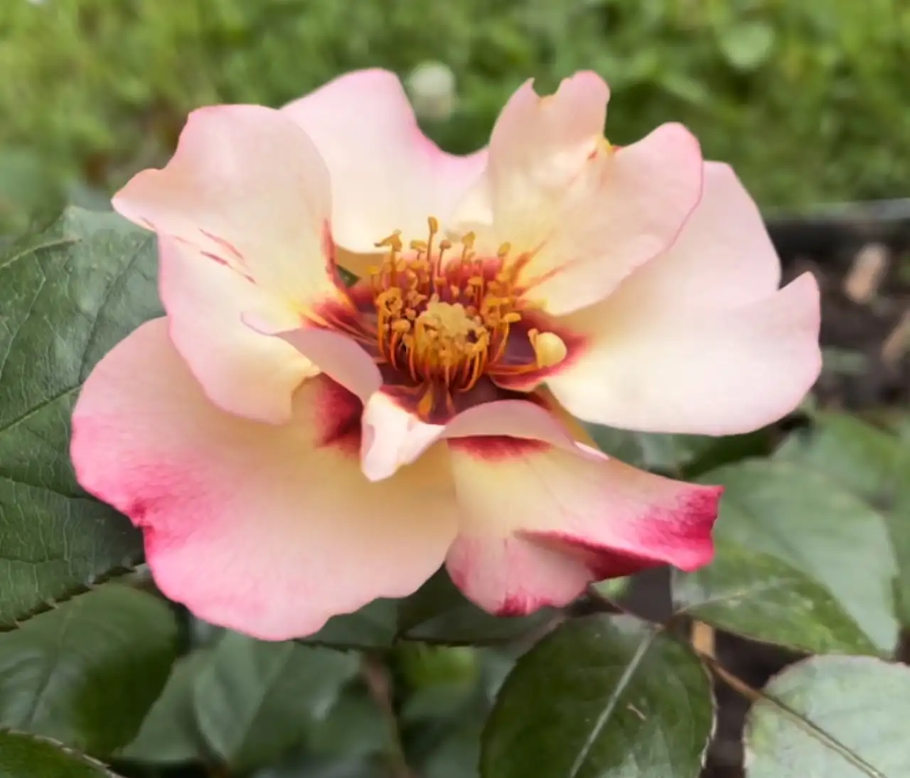 Rosa 'Alissar, Princess of Phoenicia' flower turning from cream to pink around a ruby-red eye
