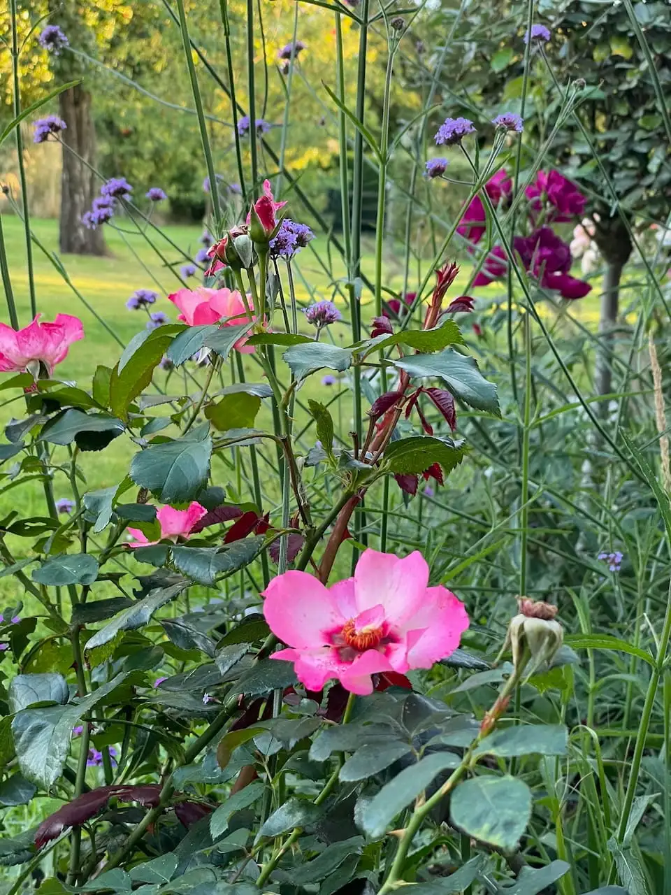 Rosa 'Alissar, Princess of Phoenicia' growing with Verbena bonariensis in a herbaceous border at Garden Ninja HQ