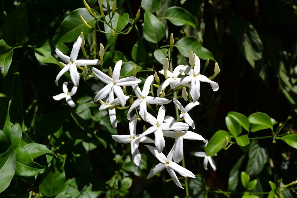 A white jasmin flower in a garden
