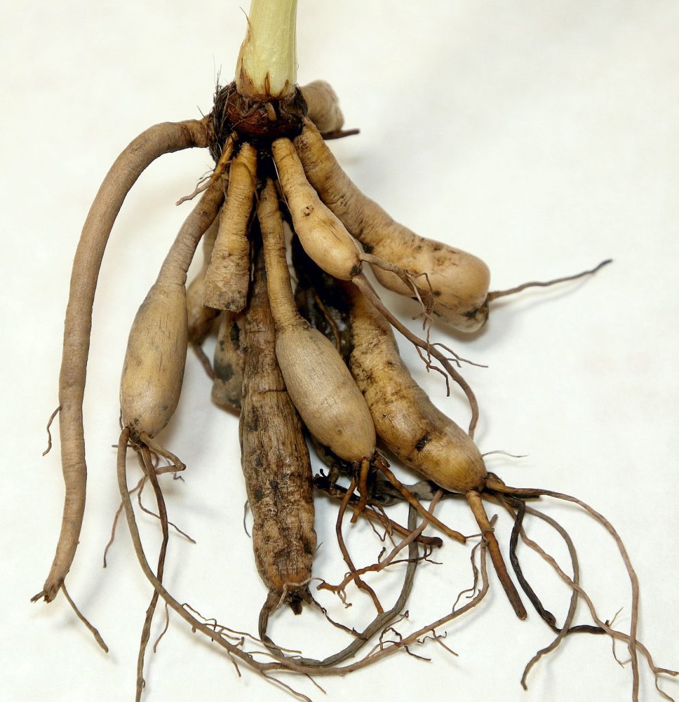 Dahlia tubers explained