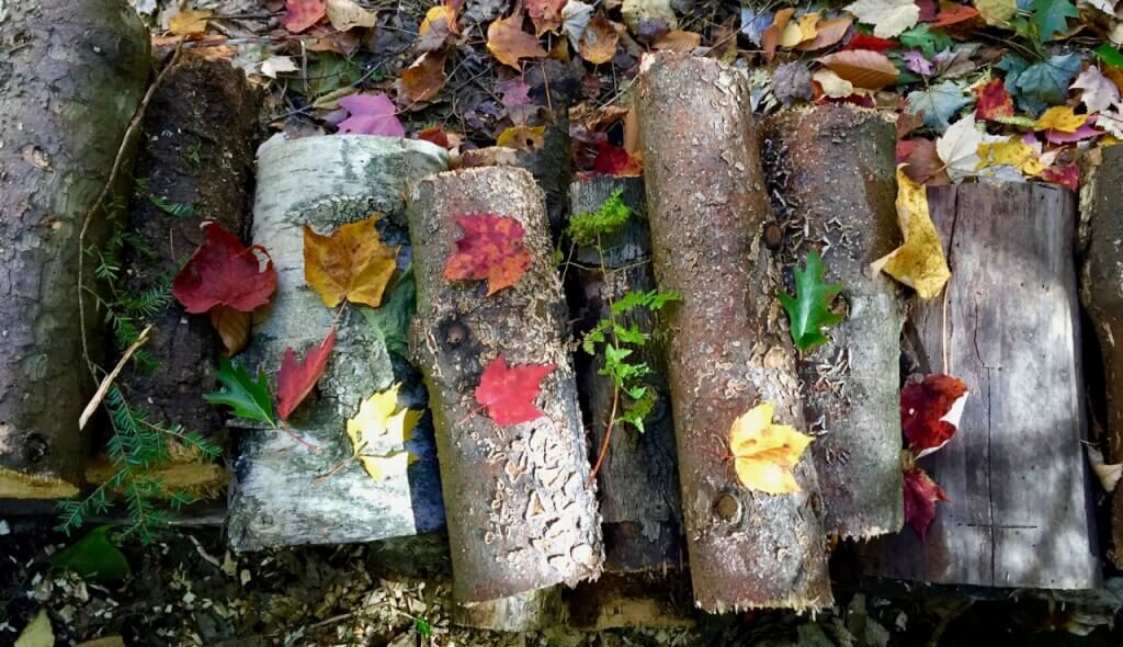 leaf mould compost next to logs
