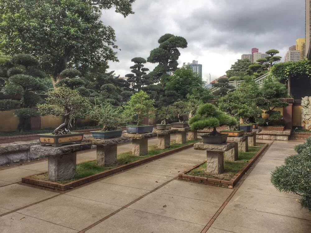 A collection of Bonsai trees in Hong Kong