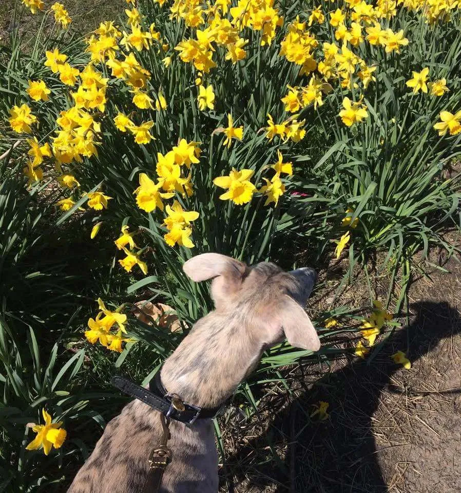 Un whippet regardant des jonquilles