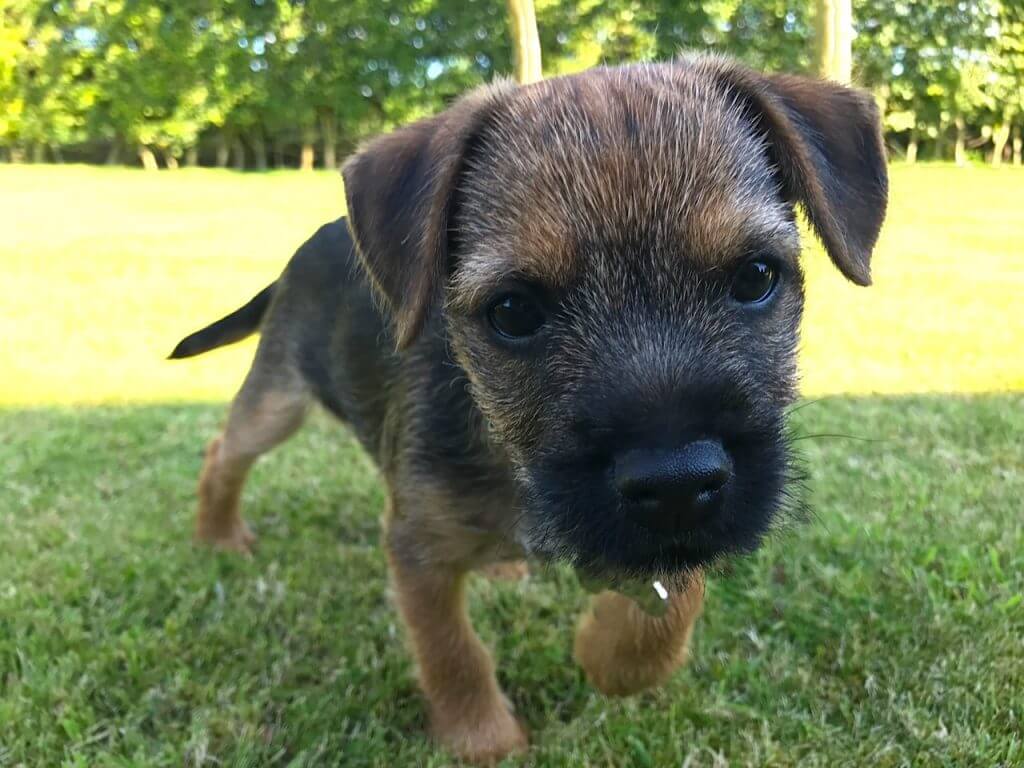 Barry le border terrier en tant que chiot