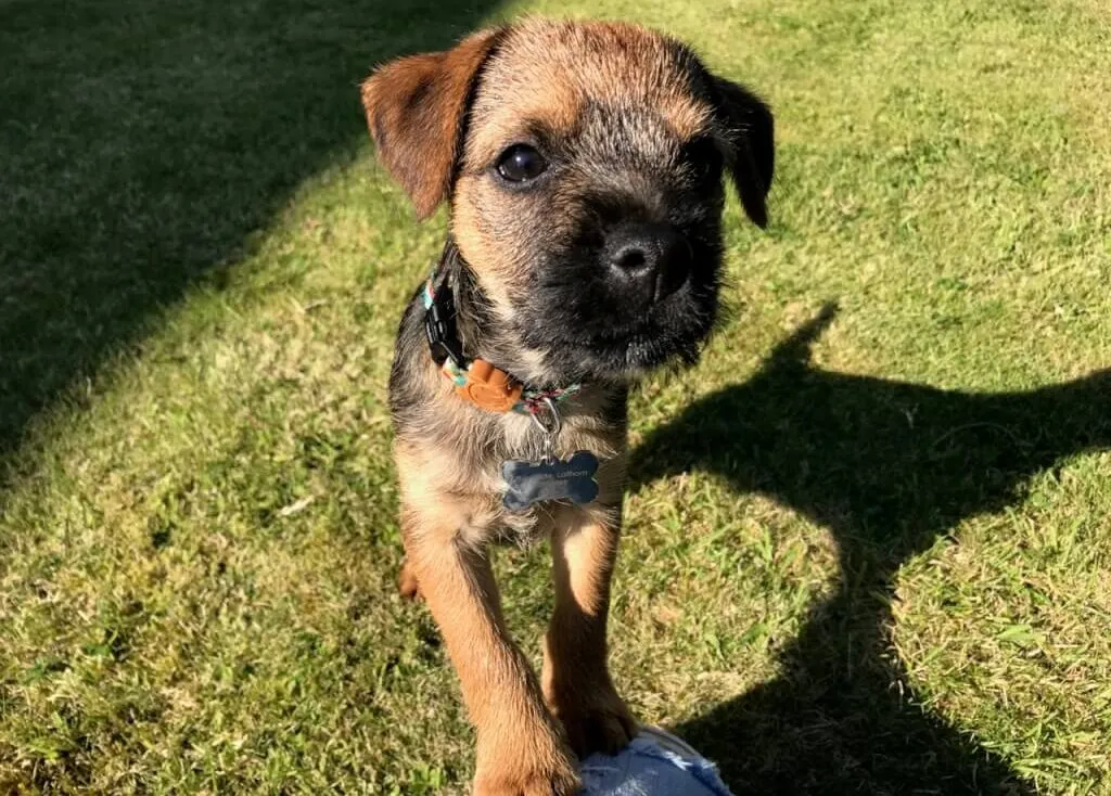 Barry the border terrier puppy garden ninja