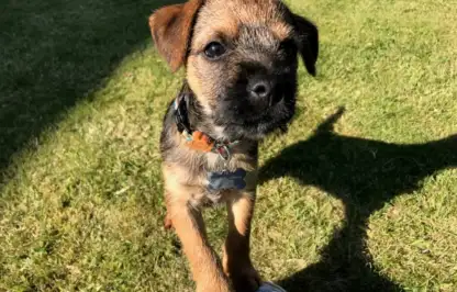 Barry the border terrier puppy garden ninja