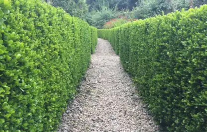 A formal clipped box hedge flanking a path