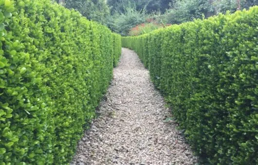 A formal clipped box hedge flanking a path