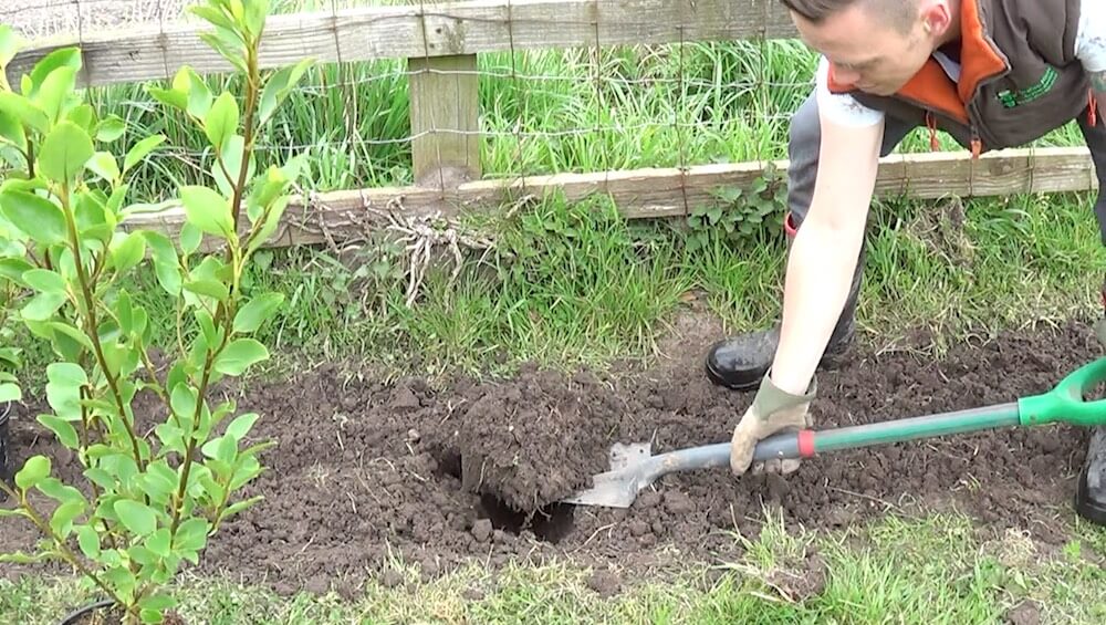 Garden Ninja lifting soil to plant a hedge