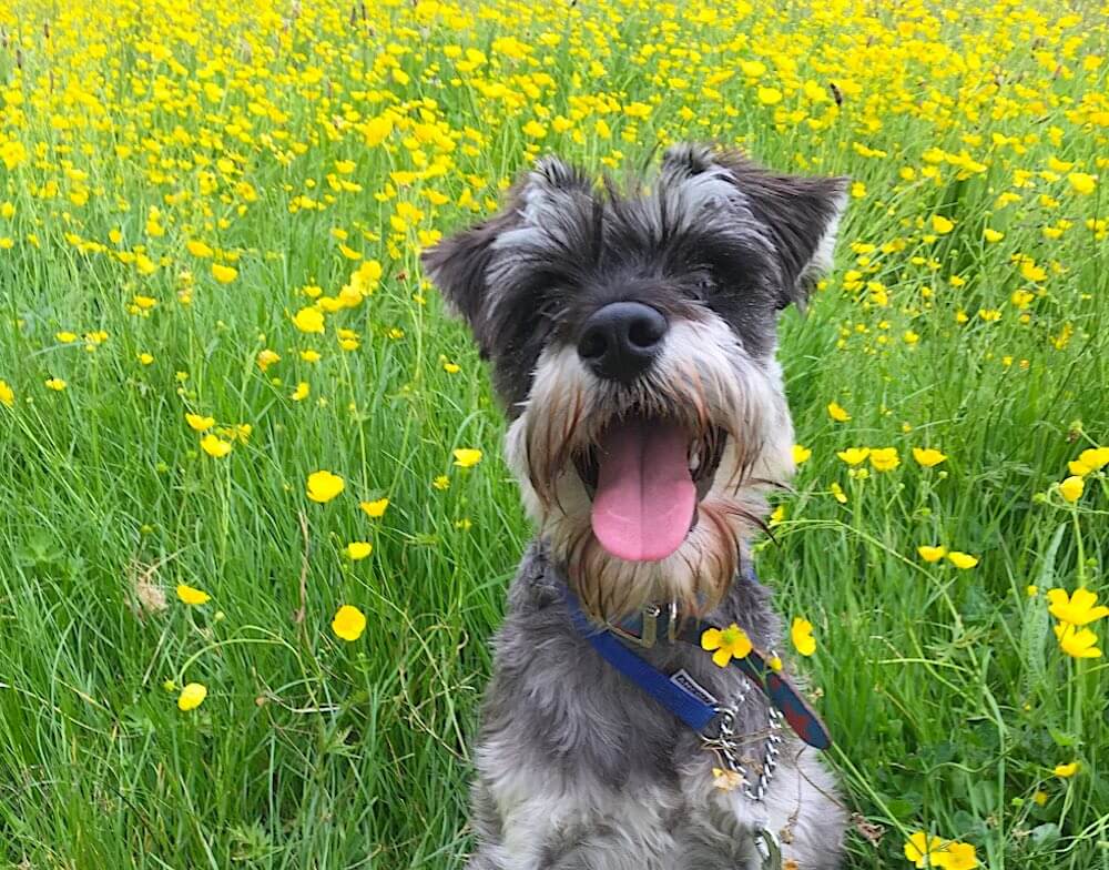 A dog panting in a field