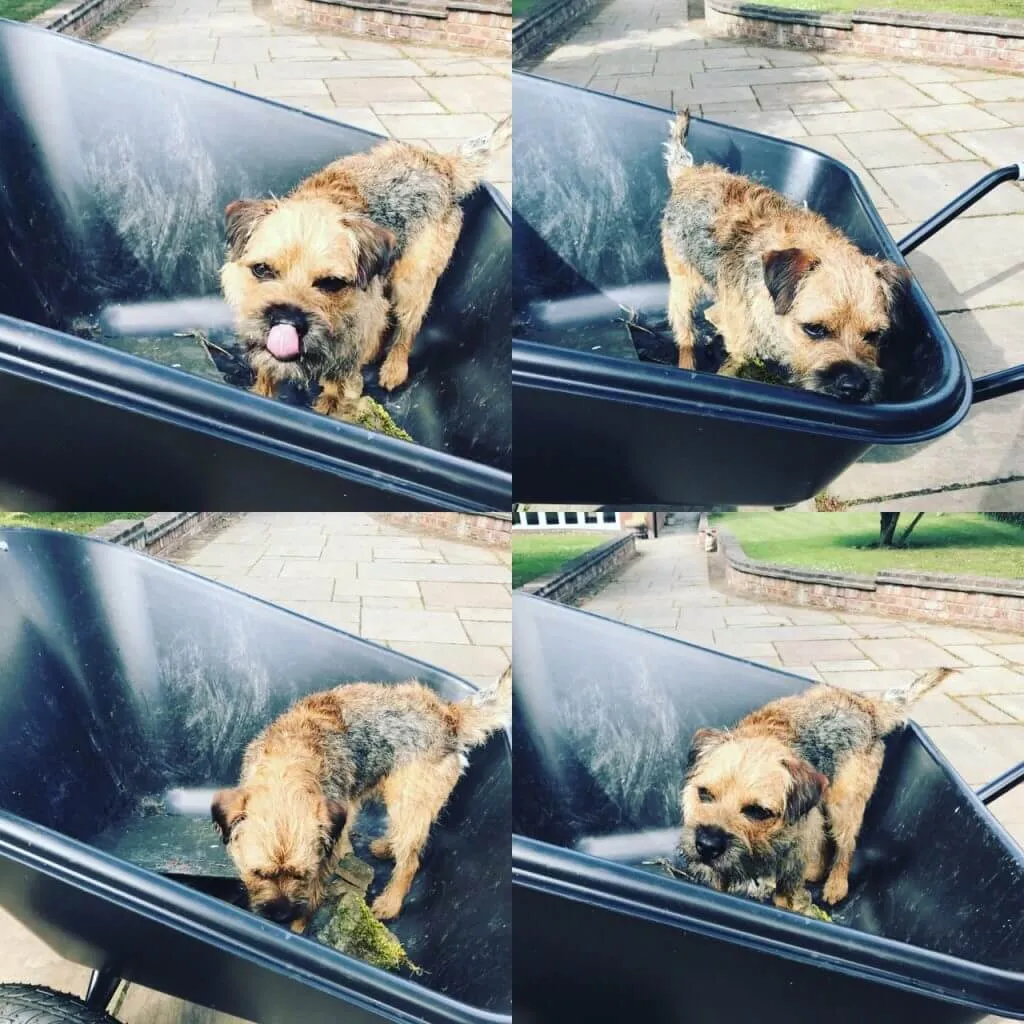 Barry the border terrier riding in a garden wheelbarrow