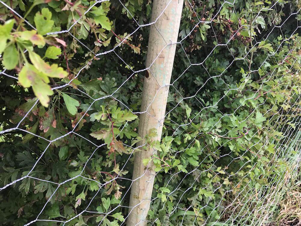 A dog proof fence and hedge