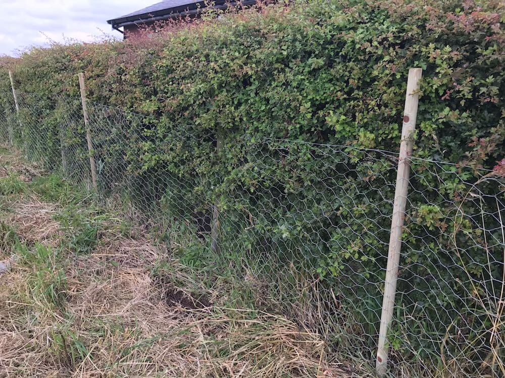 Une clôture de jardin à l'épreuve des chiens