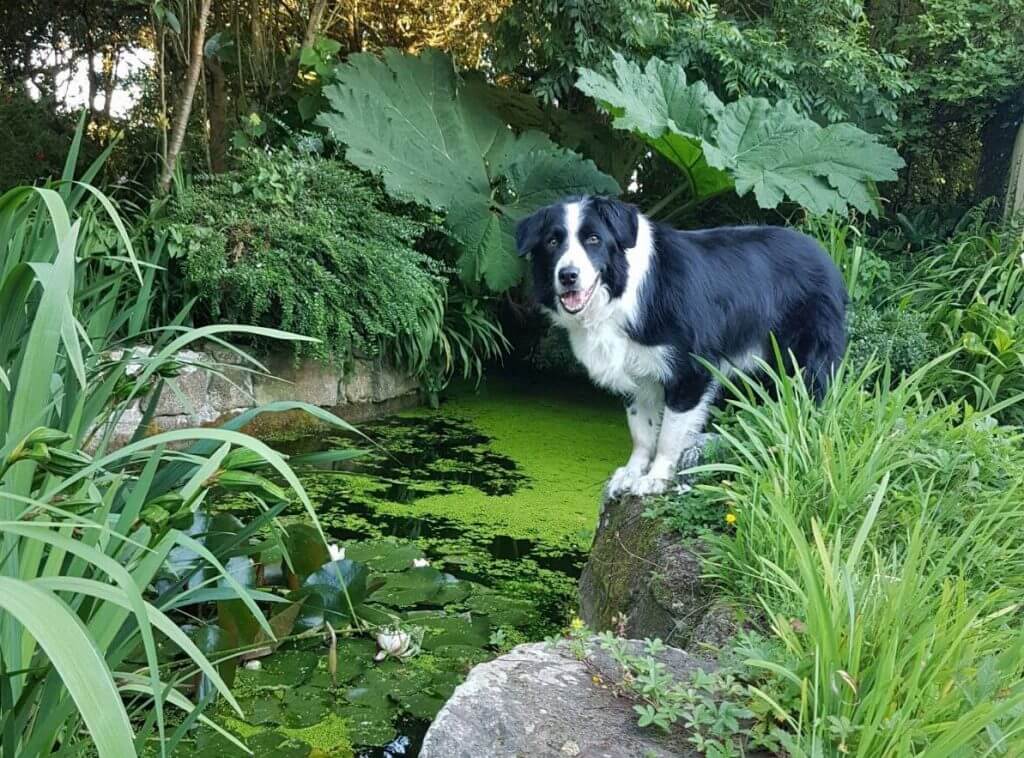 A dog at the side of a wilflife pond