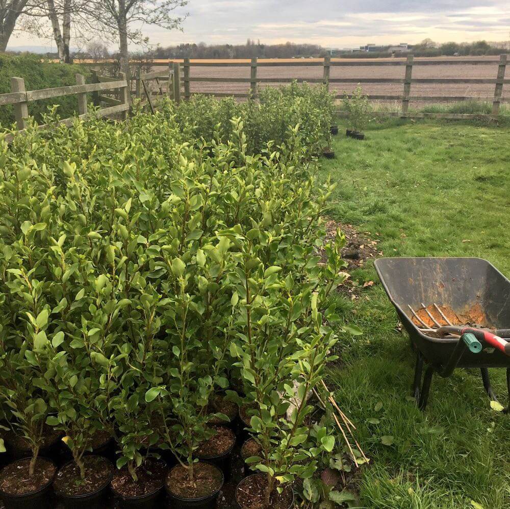 Plantes de haie à côté d'une brouette