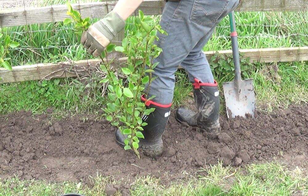 Garden Ninja plantant une haie