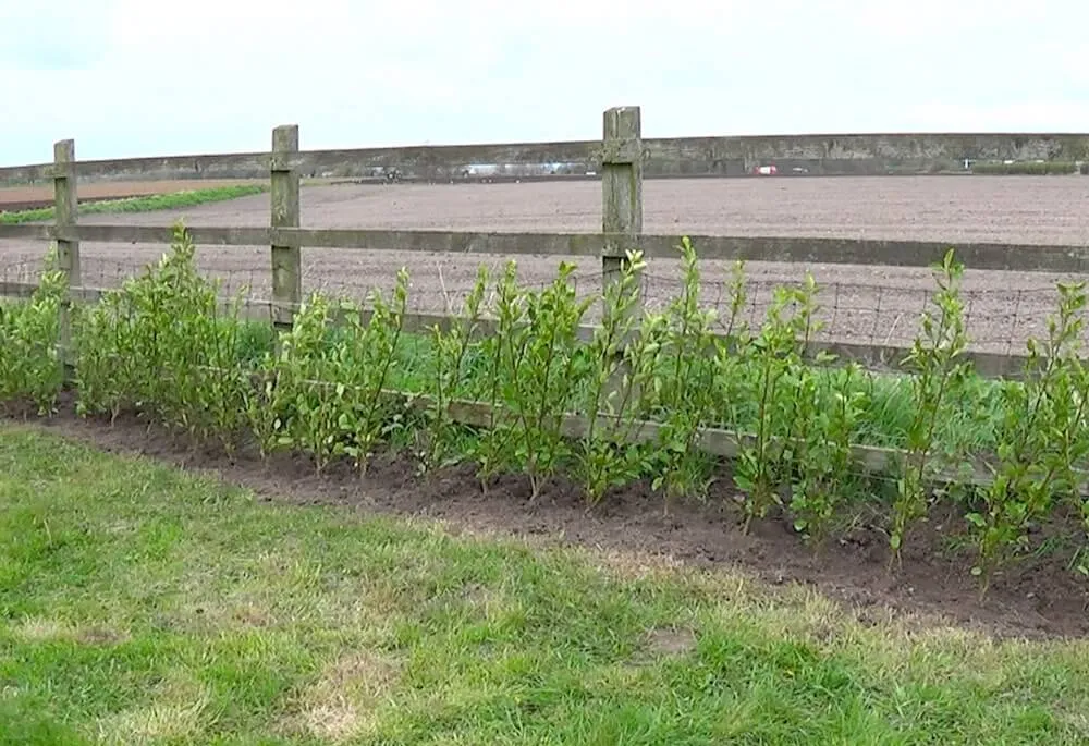 A newly planted hedge against a fence