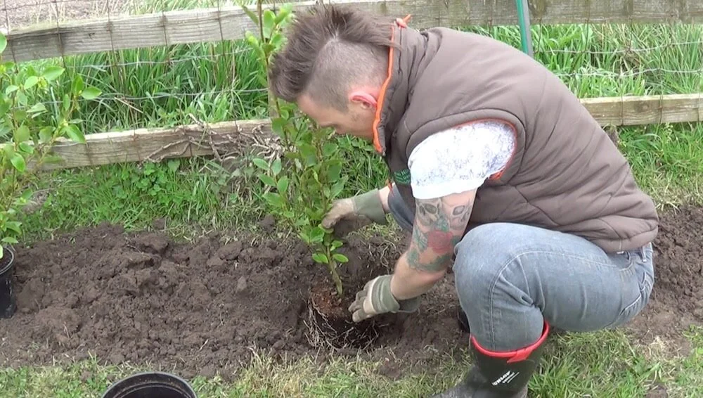 Garden Ninja plantant une haie de Griselinia