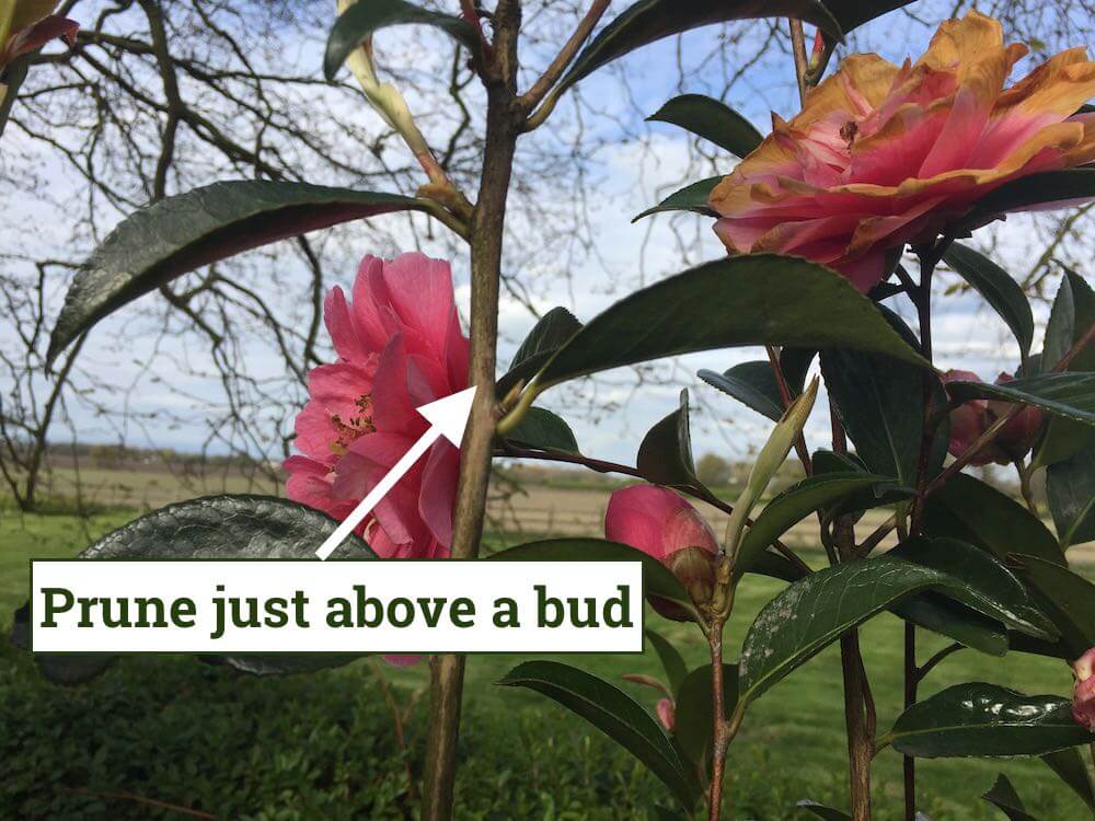 Showing how to prune a camellia shrub