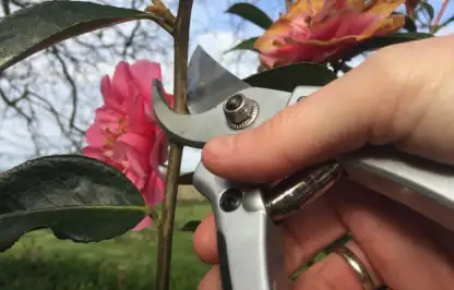 Garden Ninja pruning a Camellia shrub by hand