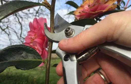 Garden Ninja pruning a Camellia shrub by hand