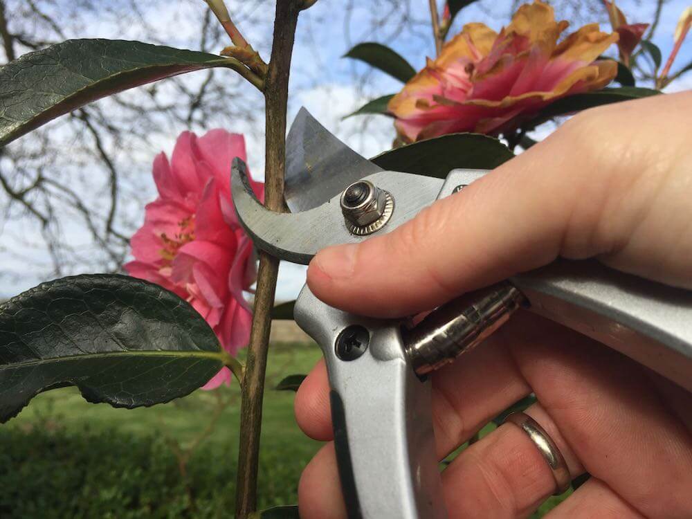 Garden Ninja pruning a Camellia shrub by hand