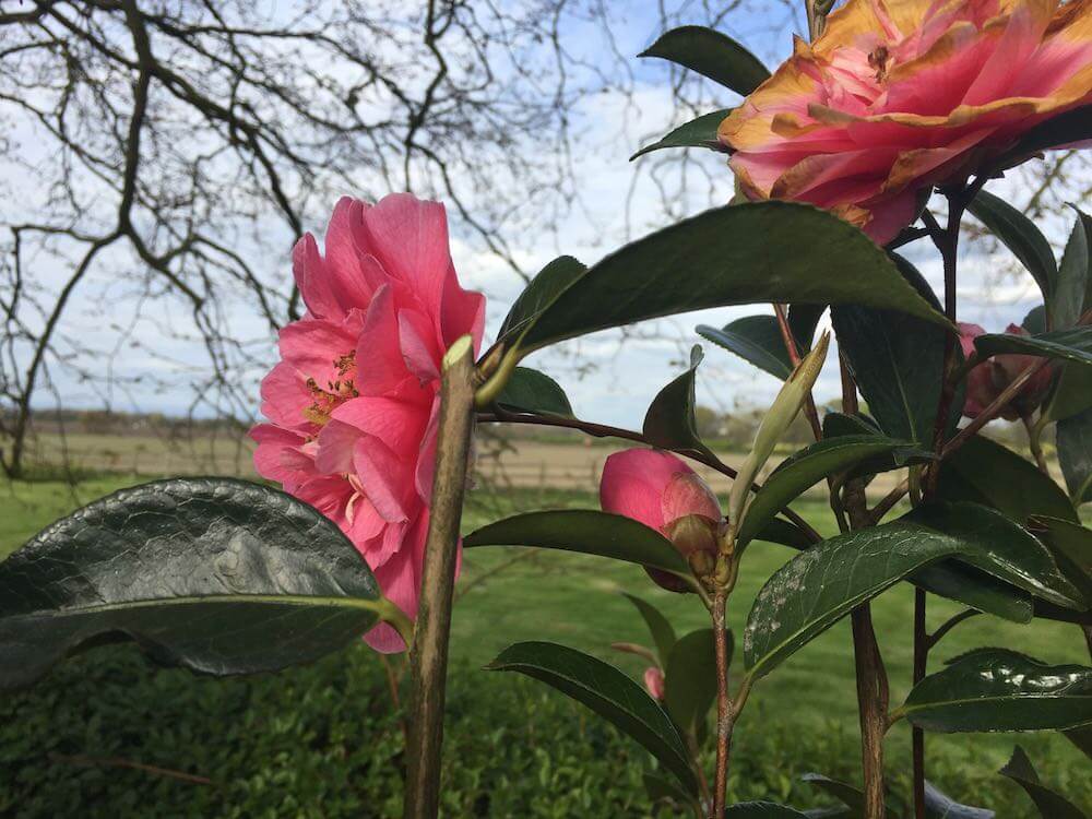 A neatly pruned camellia shrub