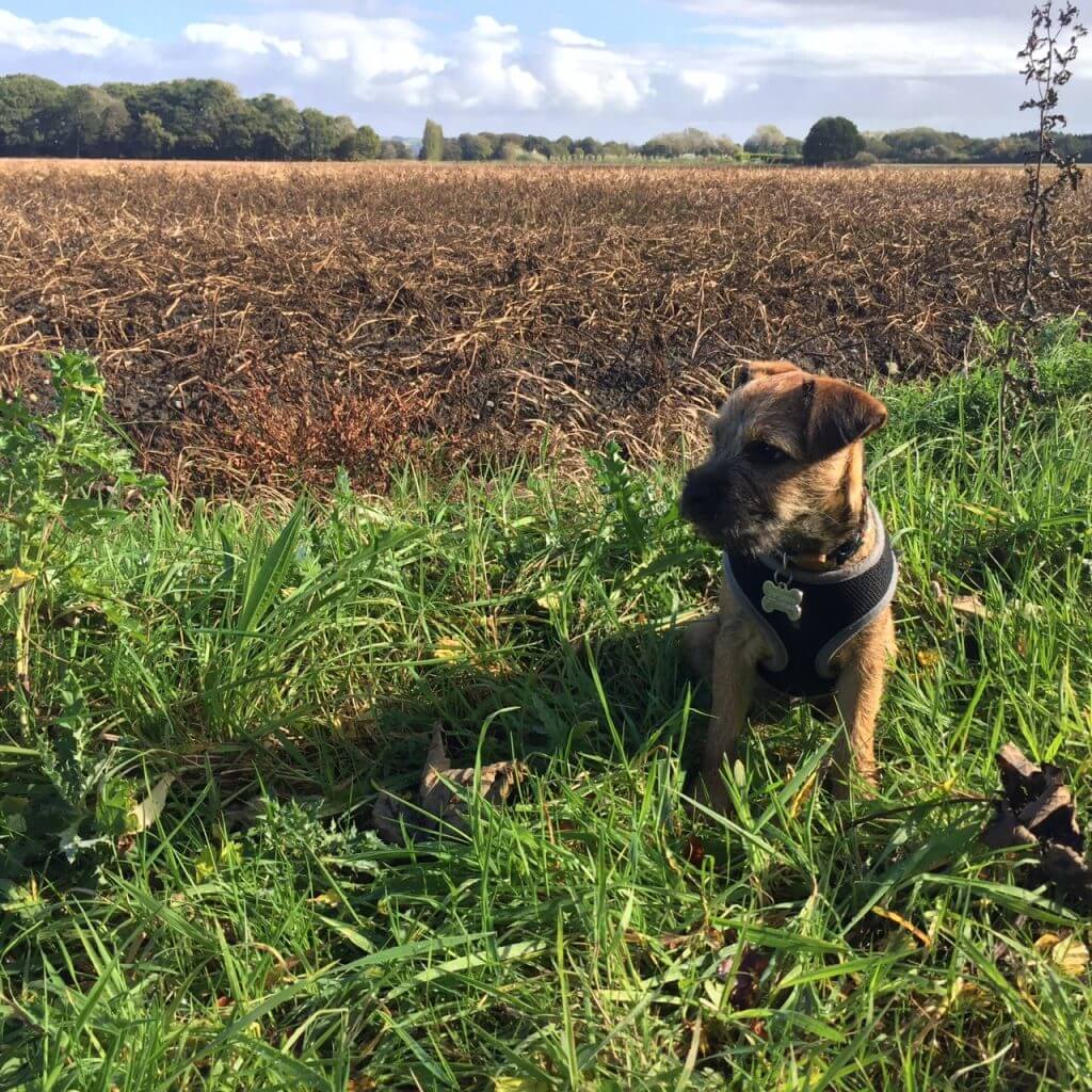 Barry le border terrier donnant sur un champ