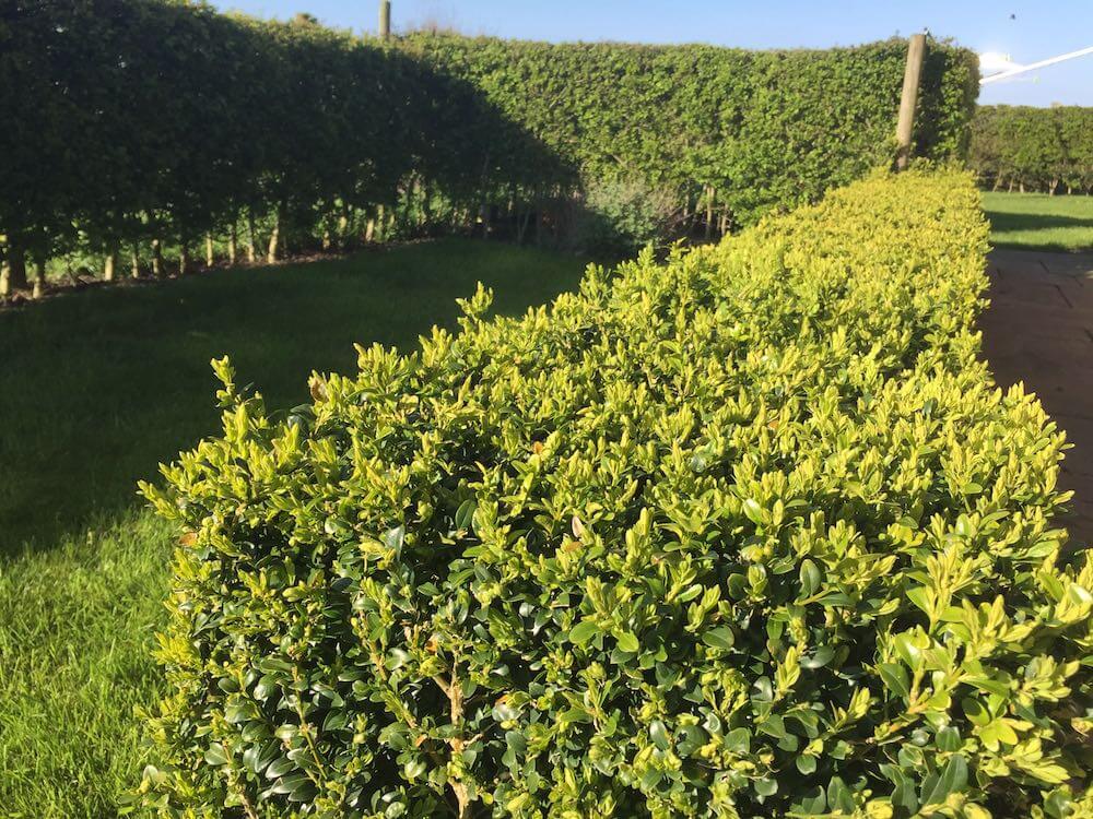 A clipped box hedge next to a hawthorn hedge