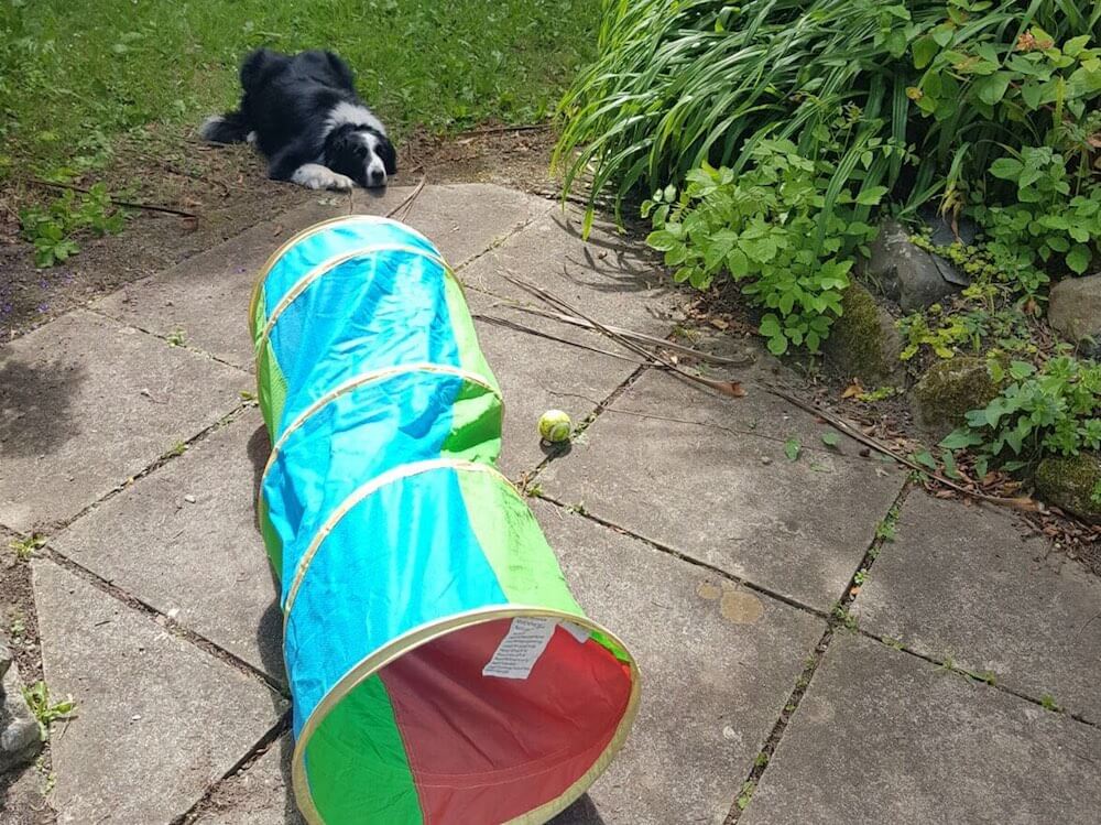 A German Shepard going through a play tunnel