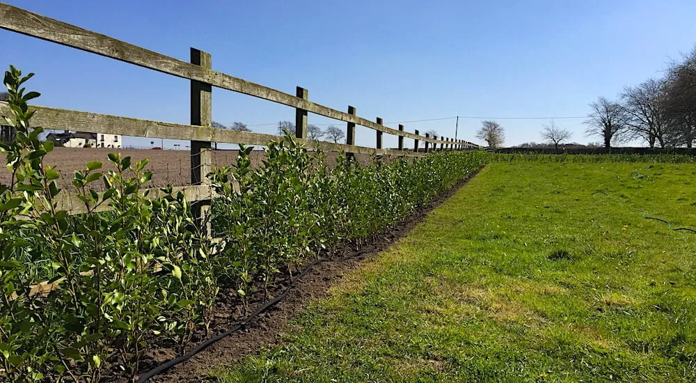 A newly laid hedge by garden ninja in a field