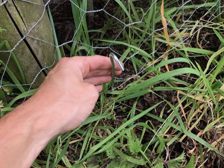 Dog friendly garden design guide - Garden Ninja Ltd Garden Design