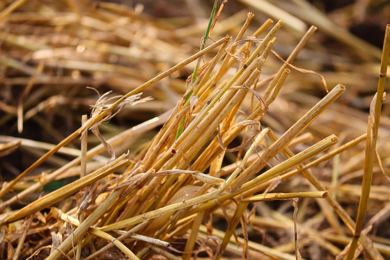 Dried straw used as a winter mulch over plant crowns