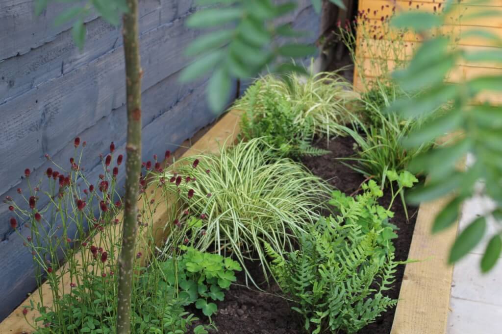 Shade loving plants in a raised bed