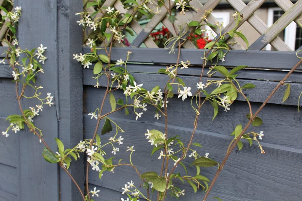 A evergreen jasmin growing up a grey fence