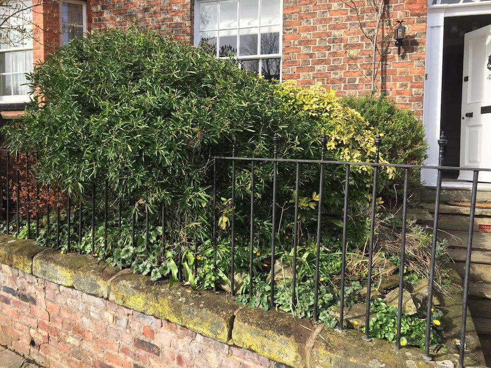 An overgrown front garden in Manchester