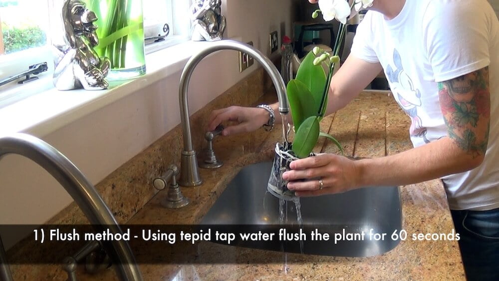 Garden Ninja watering a potted moth orchid