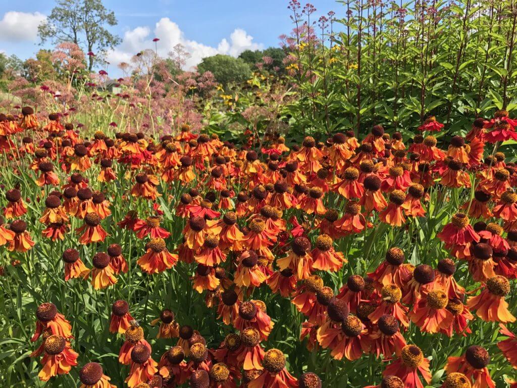 A garden full of red heleniums