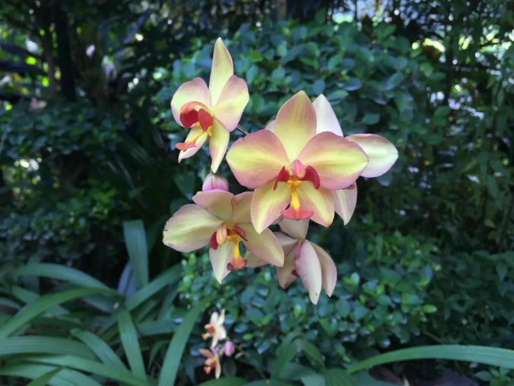 A peach coloured moth orchid in full bloom