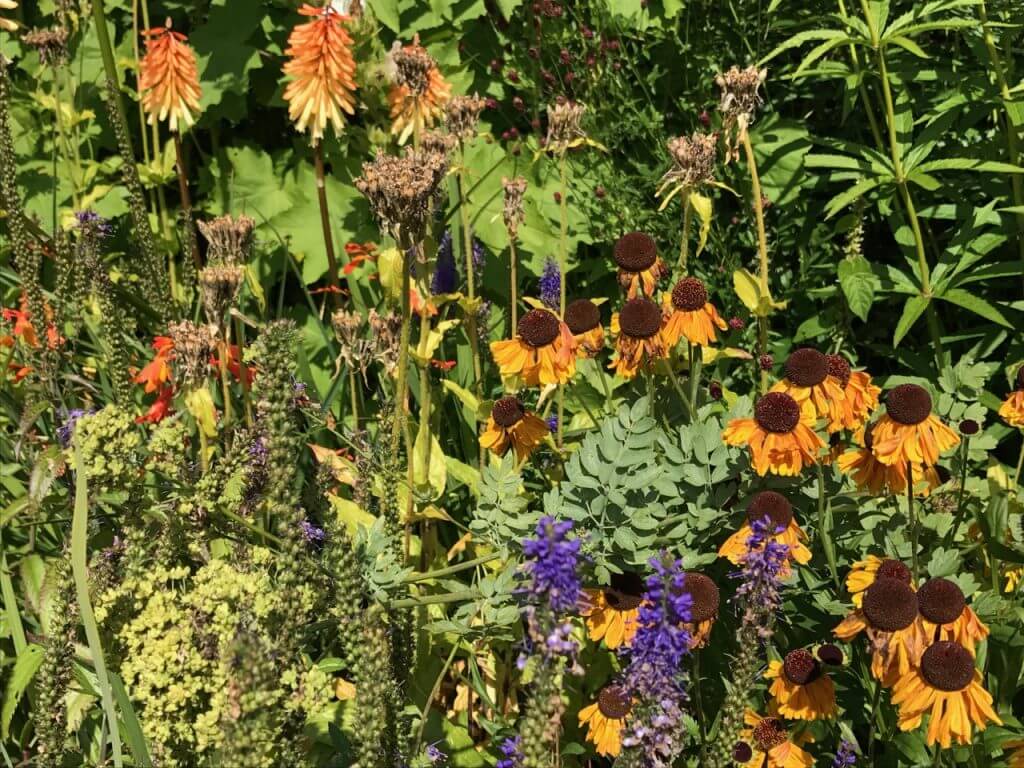 A hot mixed herbaceous border
