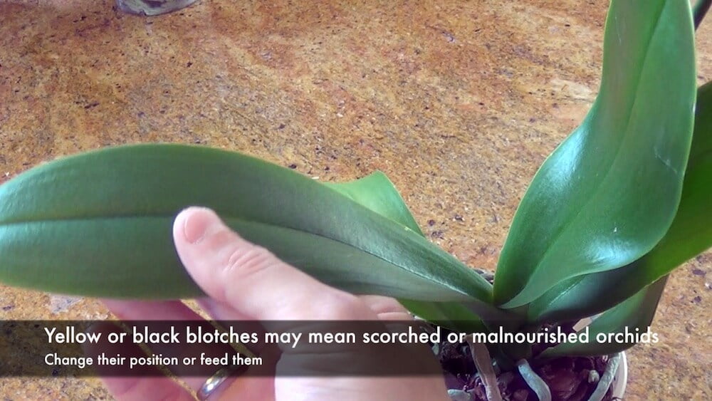 Cleaning orchid leaves to check for problems