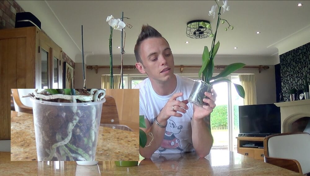 orchid care guide by garden ninja