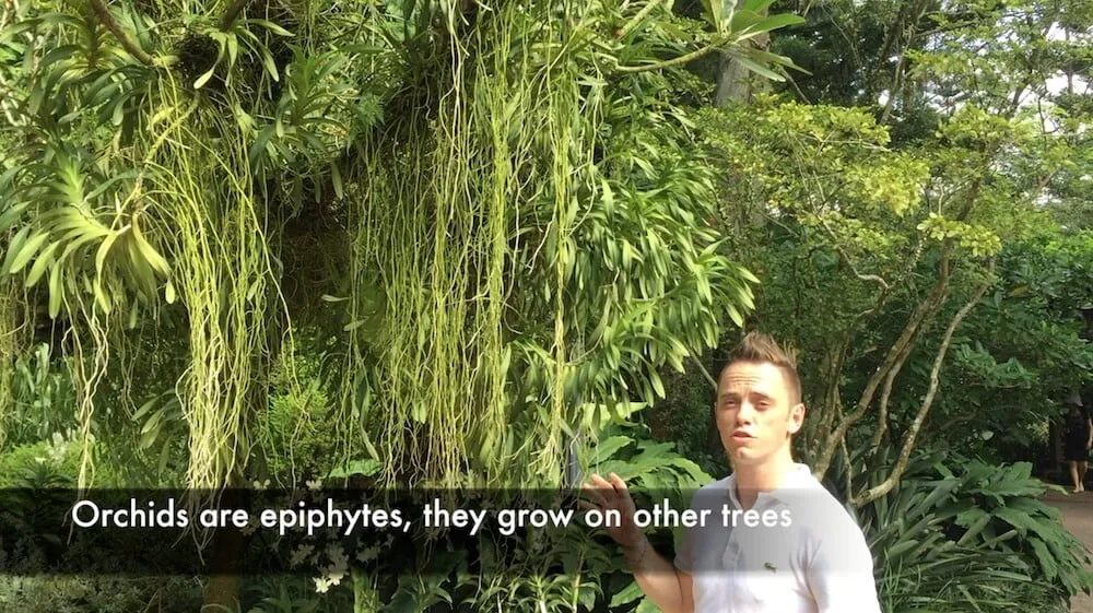 Garden Ninja in Singapore looking at orchids in their natural habitat