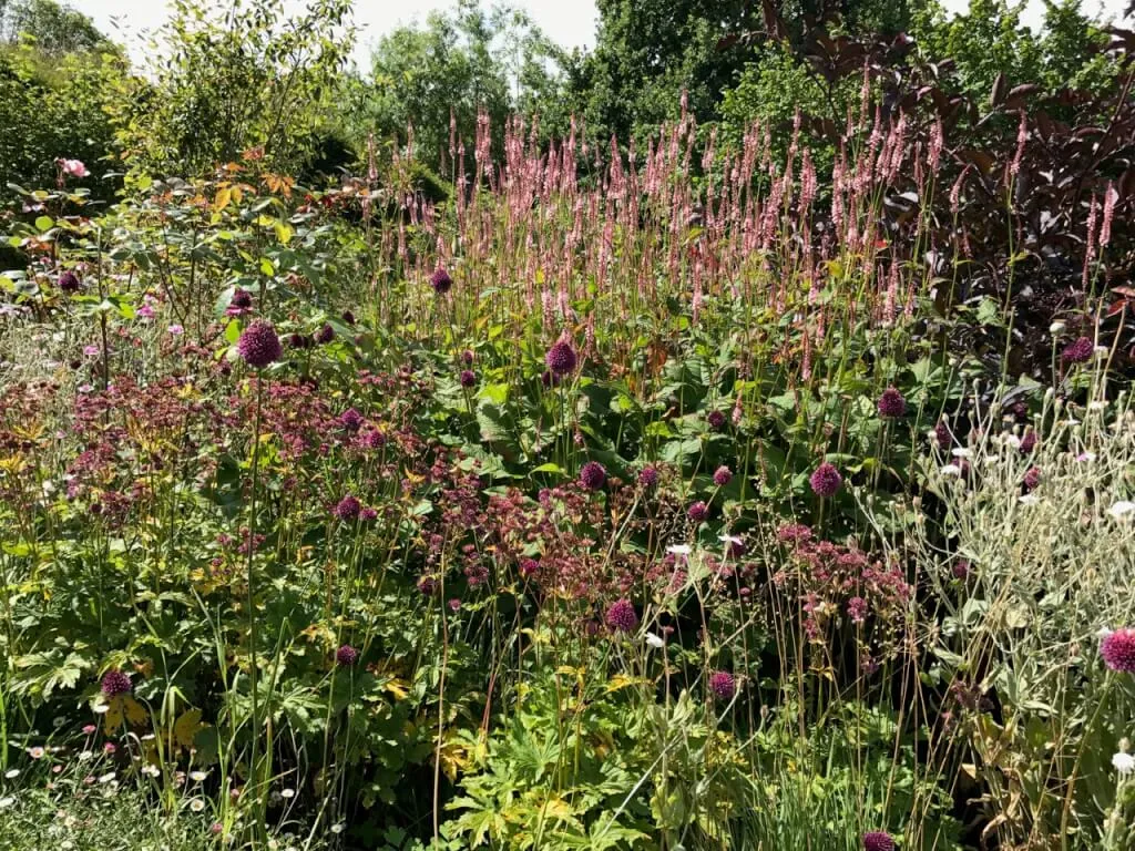 A layered prairie style border with plants flowering in succession through the season