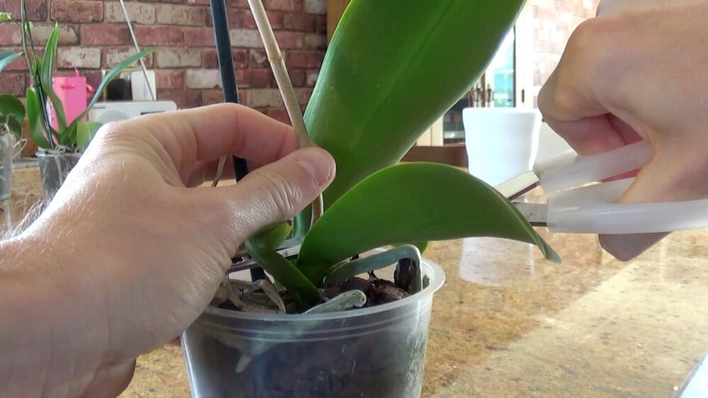 Cutting back orchid stems